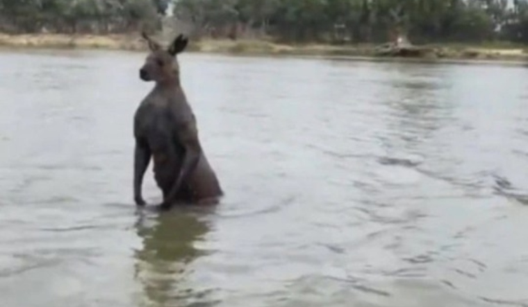 kangaroo-dog-viral-video (1)